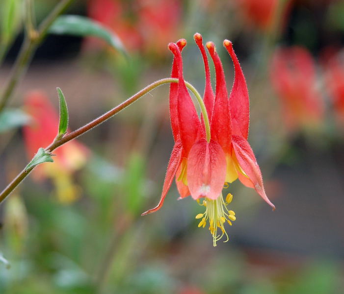 راهنمای نگهداری و پرورش گل و گیاهان زینتی - تاج ‌الملوک کانادایی